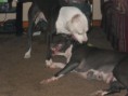 /album/photogallery/dogs-017-jpg/